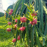 Live Red Dragon Fruit Plant In 4-Inch Pot, For Outdoor Garden Containers