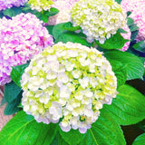Live Hydrangea Flowering Shrub Plant, Deep Blue Purple, 5-9 Inches Tall
