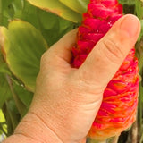 Live Red Awapuhi Shampoo Ginger Plant, 5-9 Inch, For Patio Container Use