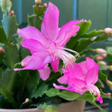 2 Live Pink Christmas Cactus Plants, 4-7 Inch Holiday Flower Houseplants
