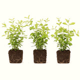 3 White Plumbago Starter Plants, Live 4-7 Inch Flowering Shrubs For Pots