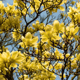 Live Yellow Bird Magnolia Tree, 12-18 Inches Tall In One Gallon Container