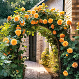 Live Climbing Rose Plant, Fragrant Flowers For Trellises And Garden Fences