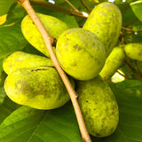 Live Pawpaw Fruit Tree In Pot, 6-12 Inch Plant For Outdoor Garden Planting