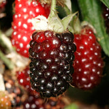 4 Boysenberry Live Plants, Sweet Hardy Berry Bushes, 5 To 8 Inch Height