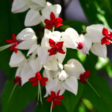 2 Live White Bleeding Heart Plants, Fragrant Flowering Vine, Bell Blooms