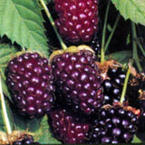 2 Live Boysenberry Plants, 5-8 Inch Trellis Vines, Indoor And Outdoor Use