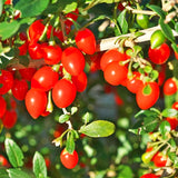 Live Red Goji Berry Plant, 5-9 Inches Tall, For Containers And Gardens