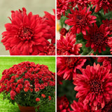 2 Live Red Chrysanthemum Mums, Hardy Perennial Plants, 5-7 Inches Tall