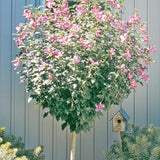 Live Pink Rose Of Sharon Shrub, Potted Hibiscus Syriacus, 6-13 Inches Tall