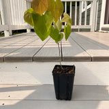 Live Eastern Redbud Tree, 6-12 Inch Plant For Fall, Winter Dormant Plant