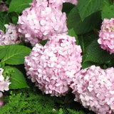 Blue Hydrangea Live Shrub, Well-Rooted 5-10 Inch Flower Bush, Dormant Tree