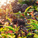 2 Live Black Elderberry Plants, 6-12 Inch Berry Shrubs For Home Gardens