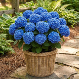 2 Live Hydrangea Starter Trees, Random Blooms, 5-9 Inches Tall, No Pot