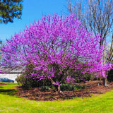 Live Eastern Redbud Tree, 6-12 Inch Plant For Fall, Winter Dormant Plant
