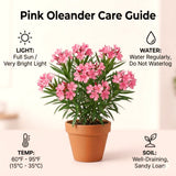 3 Live Pink Oleander Plants, 4-6 Inch Tall Flowering Shrubs For Zones 8-10