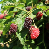 2 Live Boysenberry Plants, 5-8 Inch Trellis Vines, Indoor And Outdoor Use