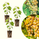 2 Live Green Yellow Grape Vines, Sweet Fruit Plants, 5-8 Inches Height