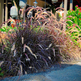 2 Live Red Purple Fountain Grass Plants, 5-9 Inch Garden Border Starters
