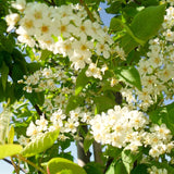 Live Red Chokecherry Berry Fruit Tree Plant, 8-14 Inches Tall, 2.5-Inch Pot