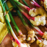 4 Live Ginger Starter Plants, 4-6 Inches Tall, For Indoor Or Outdoor Use