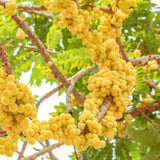 Live Star Gooseberry Plant, 2-3 Ft Tall Tropical Fruit Tree For Planting