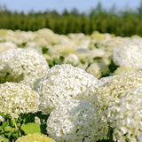 Live Silver Dollar Hydrangea Shrub, Landscape Flower Plant In 4 Inch Pot