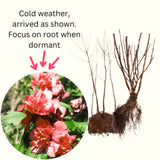 2 Live Red Rose Of Sharon Shrubs, 1-2 Ft Tall, Flowering Garden Plants