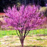 Live Eastern Redbud Tree, 6-12 Inches Tall In Quart Pot, Landscape Bloom