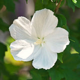 White Rose Of Sharon Live Shrub, 6-13 Inch Potted Garden Hibiscus Plant