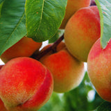 Live Peach Fruit Tree Plant, Sweet Peach, 6-10 Inches Tall For Gardens