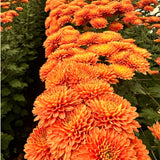 2 Live Orange Chrysanthemum Plants, Flowering Mums For Zone 6 Garden Beds