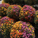 3 Mixed Mums Live Starter Plants, Outdoor Border Flowers, 5-7 Inches Tall