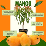Live Sweet Mango Tree In 1 Gallon Pot, 2-3 Feet Tall For Garden Planting
