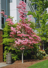 Pink Flowering Dogwood Tree, 6-12 Inches Tall In A 2.5 Inch Pot, Live Plant