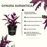 2 Indoor Purple Passion Houseplants, Live Velvet Plants, 4-9 Inches Tall