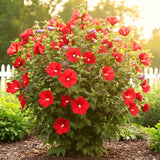 Live Red Rose Of Sharon, 6-10 Inch Althea Hibiscus Flowering Shrub Plant