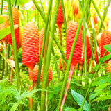 10 Awapuhi Shampoo Ginger Roots, Red Zingiber Zerumbet Plants For Growing