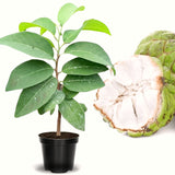 Live Random Sugar Apple Fruit Tree, 2-3 Ft Tall In Gallon Pot For Patios