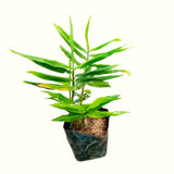 2 Live Ginger Plants, Zingiber Herb For Outdoor Planting, 5-8 Inches Tall