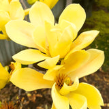Live Yellow Bird Magnolia Tree, 12-18 Inches Tall In One Gallon Container