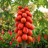 Tropical Fruit Tree, Dwarf Red Sweet Papaya Live Plant, Half-Gallon Pot