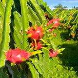 Live Red Dragon Fruit Plant In 4-Inch Pot, For Outdoor Garden Containers