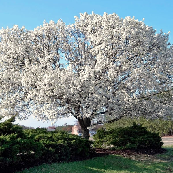 Outdoor Live White Dogwood Tree, 1 Ft Tall, Ornamental Plant, 4 Inch Pot