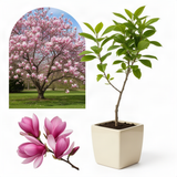 Live Jane Magnolia Tree, Fragrant Flowers, 6-12 Inches Tall, 2.5-Inch Pot