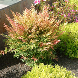 Live Dwarf Nandina, 6-9 Inches Tall In A 2.5-Inch Pot, Landscape Shrub