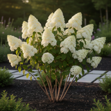 2 Live Lime Hydrangea Shrubs, Bare Root Outdoor Plants, 6-12 Inches Tall
