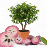 Live Star Apple Fruit Tree, 10-14 Inch Height In Half-Gallon Pot Plant