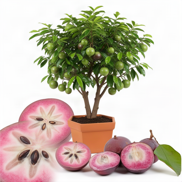 Live Star Apple Fruit Tree, 10-14 Inch Height In Half-Gallon Pot Plant