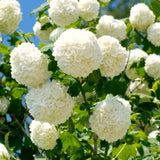 Live White Snowball Viburnum Shrub, 6-12 Inch Potted Outdoor Garden Plant